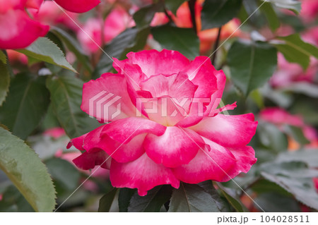 美しく咲くレインボーソルベット（Rainbow Sorbet） 104028511