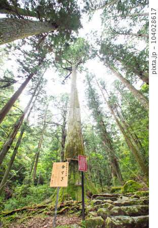 鳳来寺山の傘杉（愛知県新城市） 104028617