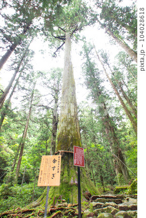 鳳来寺山の傘杉（愛知県新城市） 104028618