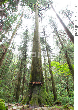 鳳来寺山の傘杉(愛知県新城市) 鳳来寺山の傘杉(愛知県新城市) 104028642