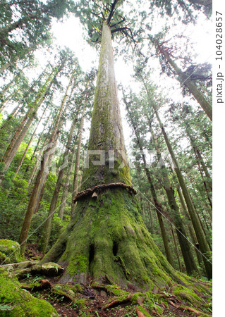 鳳来寺山の傘杉(愛知県新城市) 鳳来寺山の傘杉(愛知県新城市) 104028657