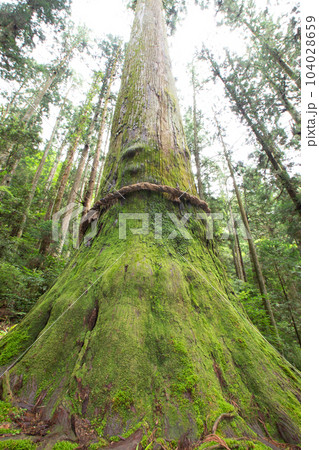 鳳来寺山の傘杉（愛知県新城市） 104028659