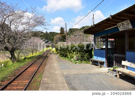 市原市　小湊鉄道線の飯給（いたぶ）駅ホームと菜の花 104028866