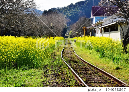 大多喜町 いすみ鉄道線路と満開菜の花と総元駅 大多喜町 いすみ鉄道線路と満開菜の花と総元駅 104028867