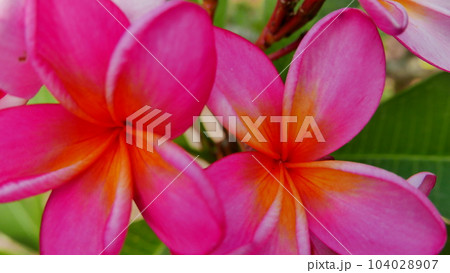 Beautiful frangipani flower in the tropical garden in the public park sometimes called Kamboja flower during sunny day with green background Beautiful frangipani flower in the tropical garden in the public park sometimes called Kamboja flower during sunny day with green background 104028907