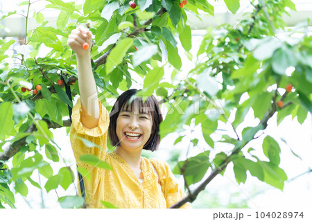 サクランボ狩りをする女性　果物狩りをする女性 104028974