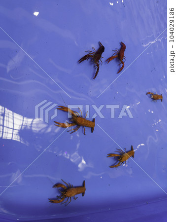 Cherry fire red dwarf shrimps stay on blue tank 104029186