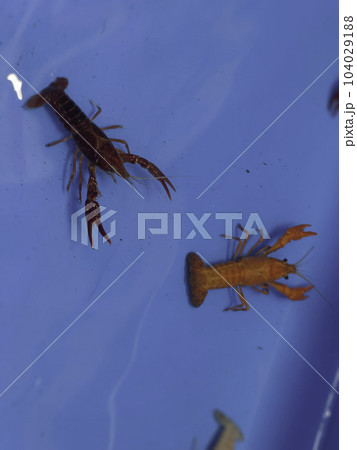 Cherry fire red dwarf shrimps stay on blue tank 104029188