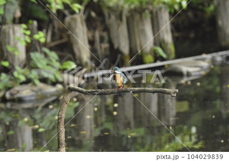 オスのカワセミ（根川緑道･立川公園／東京都立川市） 104029839