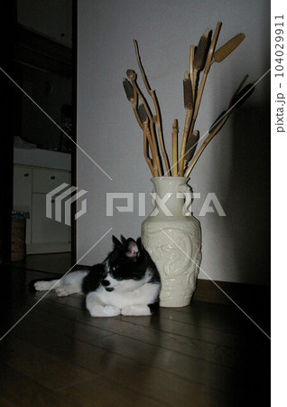 玄関で大好きな飼い主を待つ我が家のネコ(地域猫を保護) 玄関で大好きな飼い主を待つ我が家のネコ(地域猫を保護) 104029911
