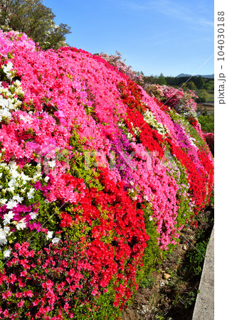 ツツジ 104030188