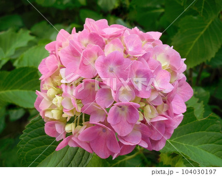 アジサイ　あじさい　華やかに美しく　花とガク 104030197