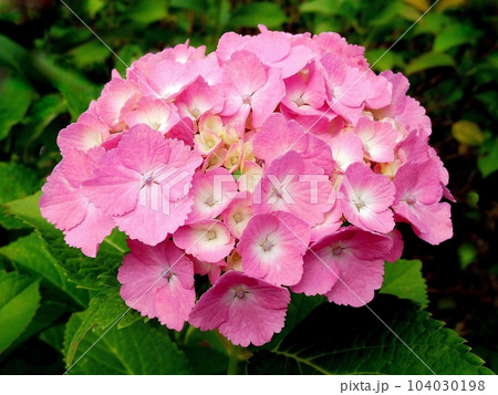 アジサイ　あじさい　華やかに美しく　花とガク 104030198