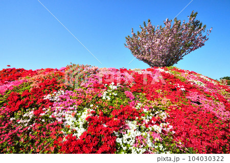 ツツジとサクラ ツツジとサクラ 104030322