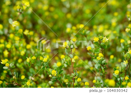 春の野を覆うキバナツメクサ 104030342