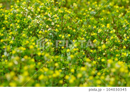 春の野を覆うキバナツメクサ 104030345
