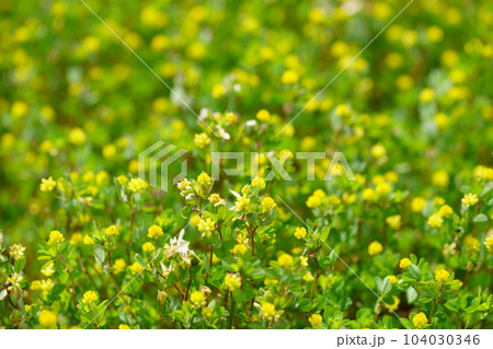 春の野を覆うキバナツメクサ 104030346