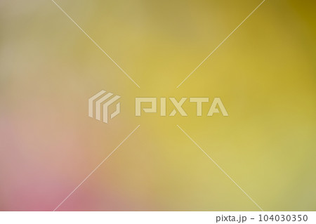 暖かな春の日・レンギョウ・ミツバツツジのボカシ背景素材 暖かな春の日・レンギョウ・ミツバツツジのボカシ背景素材 104030350