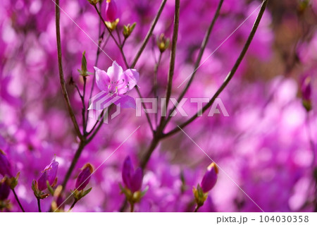 春の花萌える・ミツバツツジ 春の花萌える・ミツバツツジ 104030358