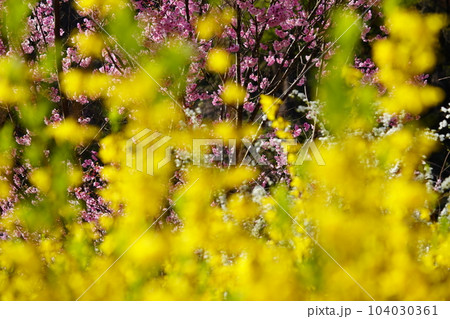 春の花・レンギョウ・ハナモモ背景 104030361