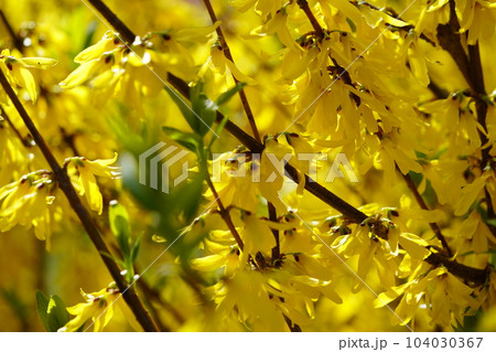 春の花・レンギョウ・萌える 春の花・レンギョウ・萌える 104030367