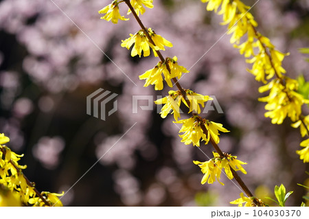 春の花・レンギョウ・ハナモモ背景 春の花・レンギョウ・ハナモモ背景 104030370