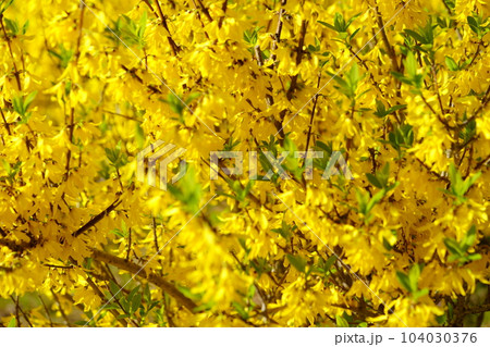 春の花・レンギョウ・萌える 春の花・レンギョウ・萌える 104030376