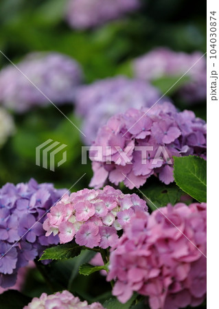 紫陽花 104030874