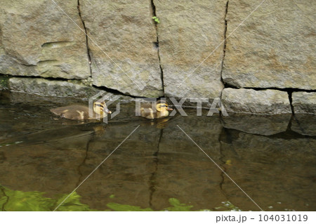 泳ぐカルガモのヒナ 泳ぐカルガモのヒナ 104031019