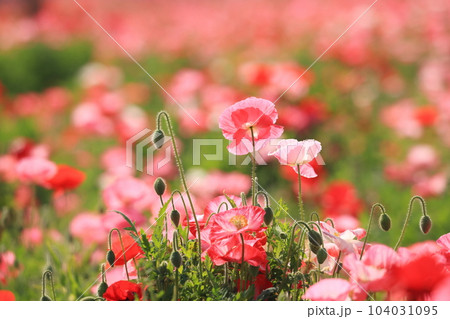 ポピー2514 ポピー2514 104031095