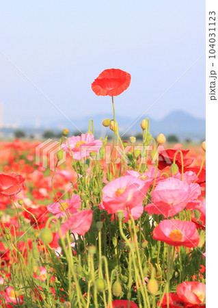 ポピー2588 104031123