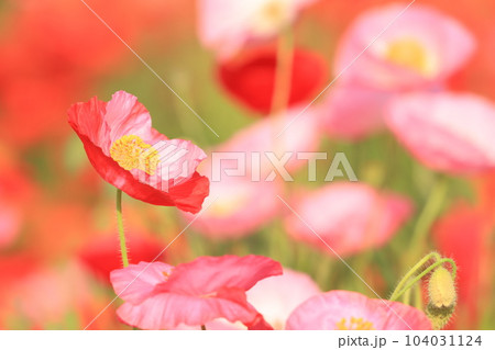 ポピー2591 104031124