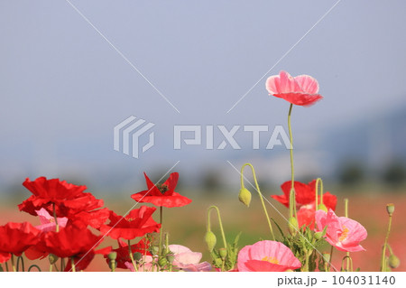 ポピー2338 104031140