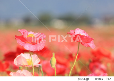 ポピー2340 104031142