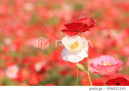 ポピー2343 ポピー2343 104031143