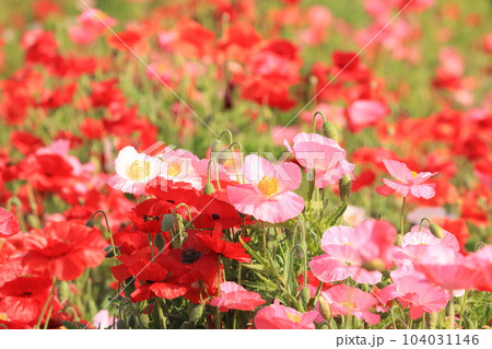 ポピー2353 ポピー2353 104031146