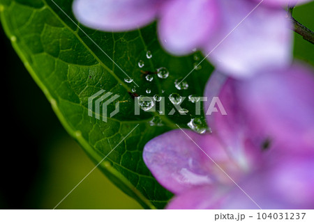 2023_紫陽花⑨ 2023_紫陽花⑨ 104031237