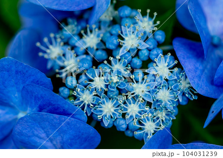 2023_紫陽花⑨ 104031239