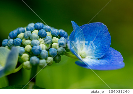 2023_紫陽花⑨ 104031240