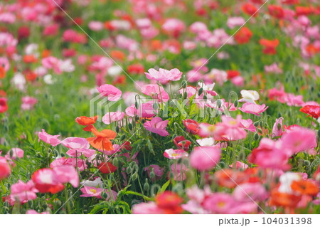 ポピー2484 104031398