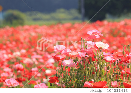 ポピー2453 ポピー2453 104031418