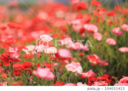 ポピー2461 ポピー2461 104031423