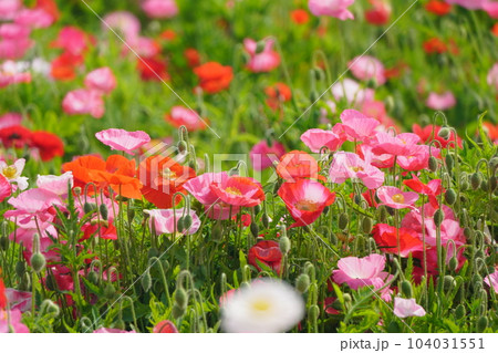 ポピー2470 104031551