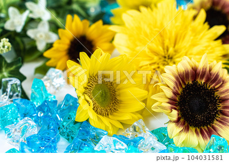 夏の向日葵たち 104031581
