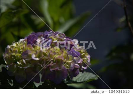 紫陽花が見頃を迎えた、あさくら水の駅 紫陽花が見頃を迎えた、あさくら水の駅 104031619