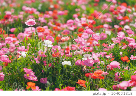 ポピー2450 104031818