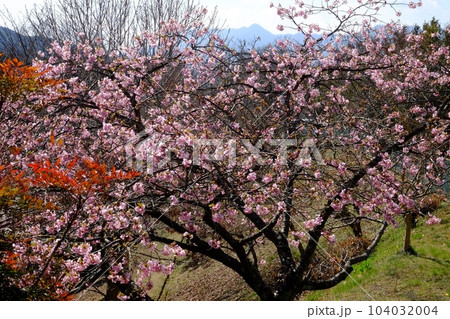 河津桜と北丹沢の山々　【相模原市津久井　3月】 104032004
