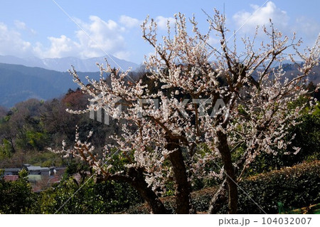白梅と北丹沢主峰　【相模原市津久井　3月】 104032007