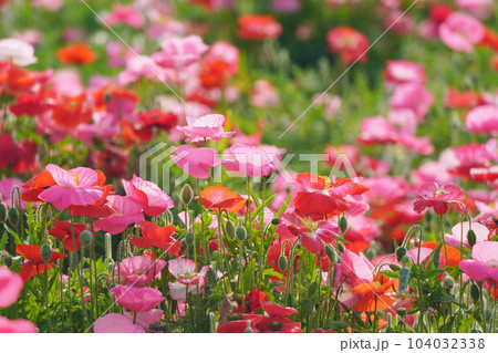 ポピー2122 104032338