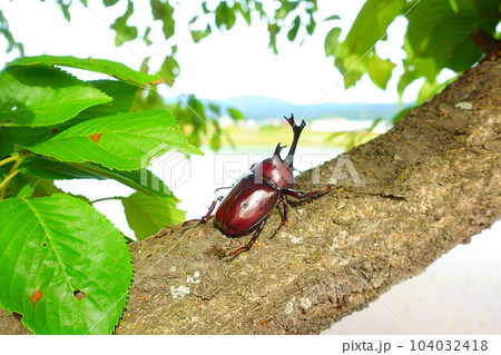 カブトムシ 夏休み 子供 カブトムシ 夏休み 子供 104032418